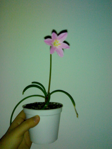 Z. grandiflora august-septembrie 2009 - Zephyranthes