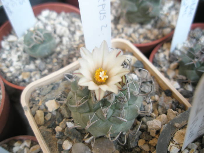 Turbinicarpus nr. 2 - 15.08 - Turbinicarpus