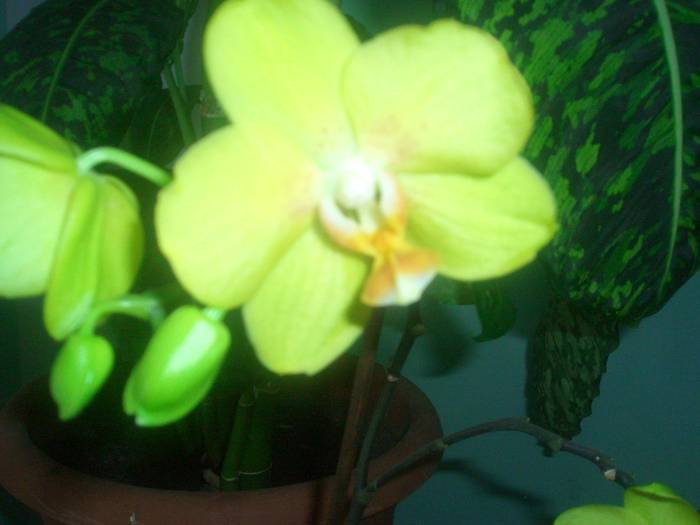 orhidee galbena - plante cu flori