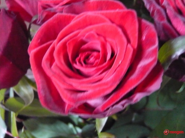 a7d0c343_0020001070842_00_600 - Trandafiri roz
