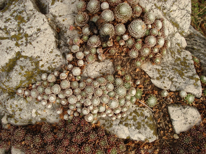 DSC01591 - Sempervivum