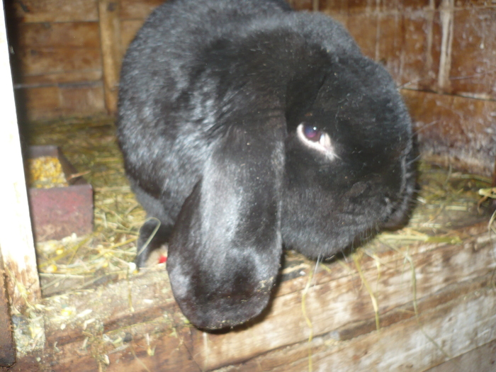 poze iepuri 2504 142 - berbecutii mei 27-12-2009