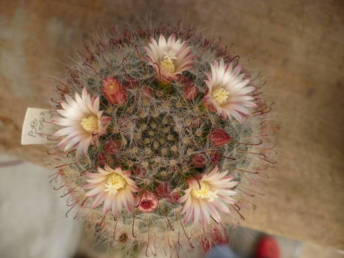 mamillaria leuchanta vedere de sus - Cactusi 2009