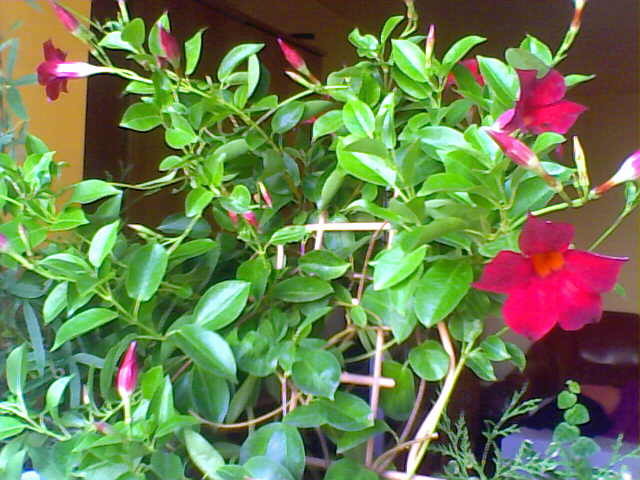 Picture 025 - florile mele