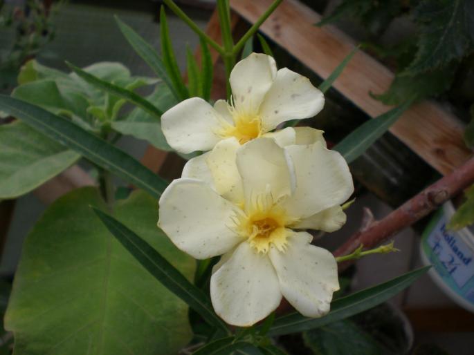 CIMG2852 - w 2007 florile mele