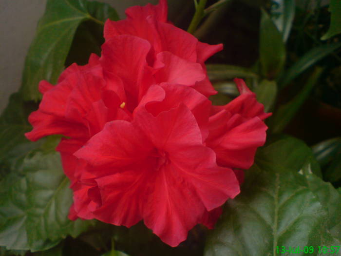 DSC05188 - Hibiscus 2009