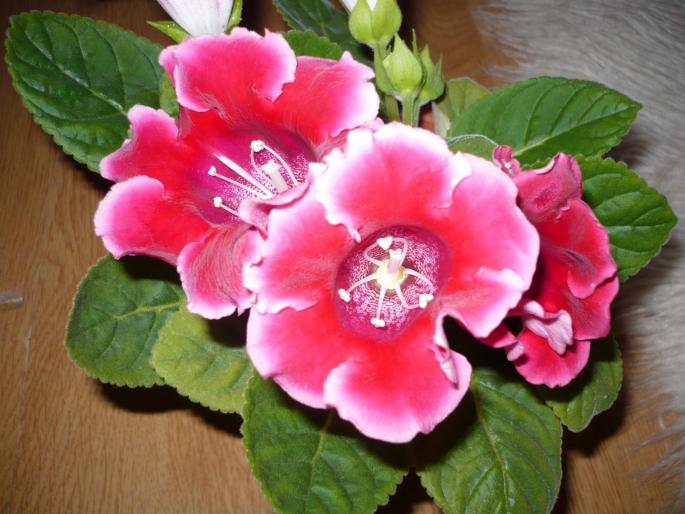 gloxinia