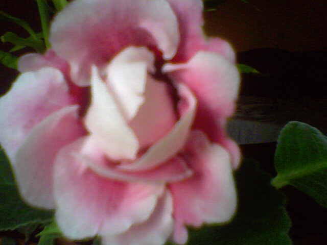 gloxi - florile mele