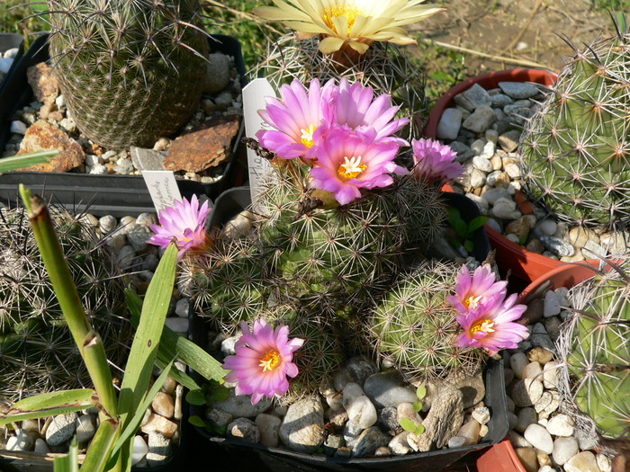 coryphantha_pussiliflora_3 (1) - genul Coryphantha