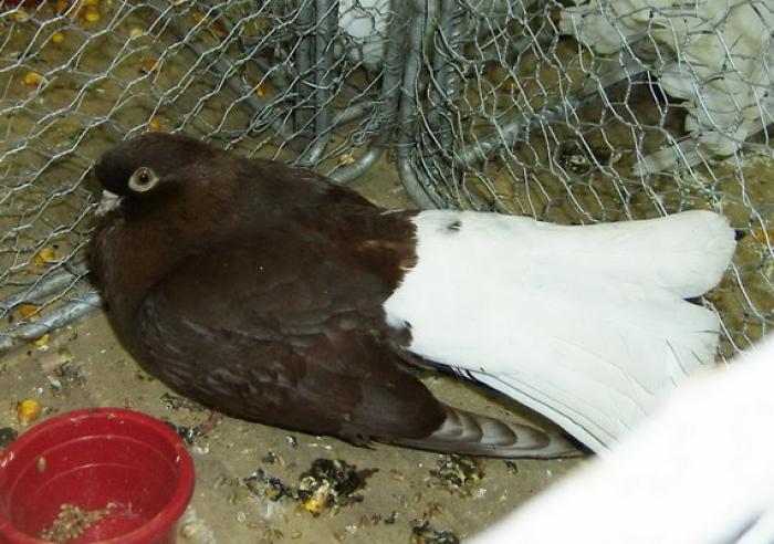 white-tail dominant(Visiniu codalb) - Culorile Porumbeilor NET