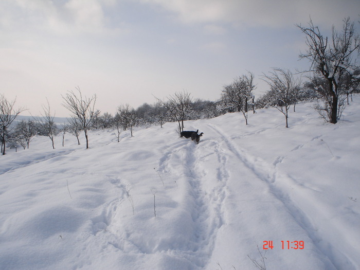 DSC08760 - Bella ianuarie 2010