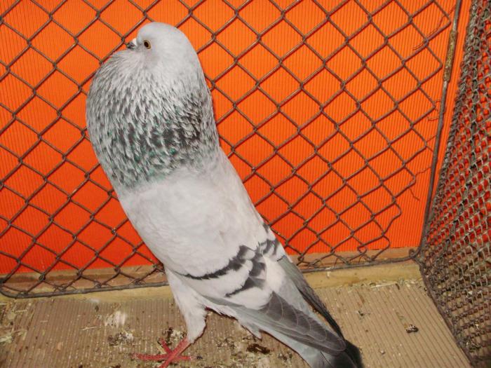 08304 schlessische kr 1 - 1505 partea 5