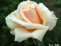 boBoc de trandafir - FlOrI fRuMoAsE
