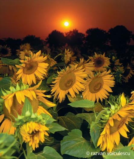 floarea-soare-la-apus-vama-veche[1] - poze diverse