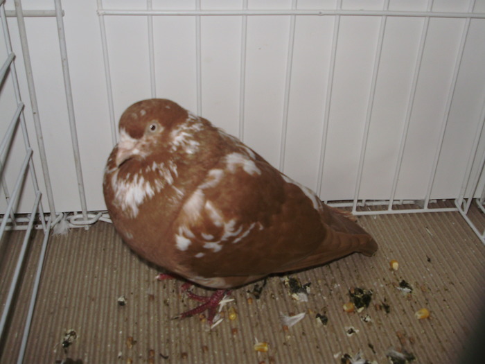 tippler eng 8 - 1509 str 3