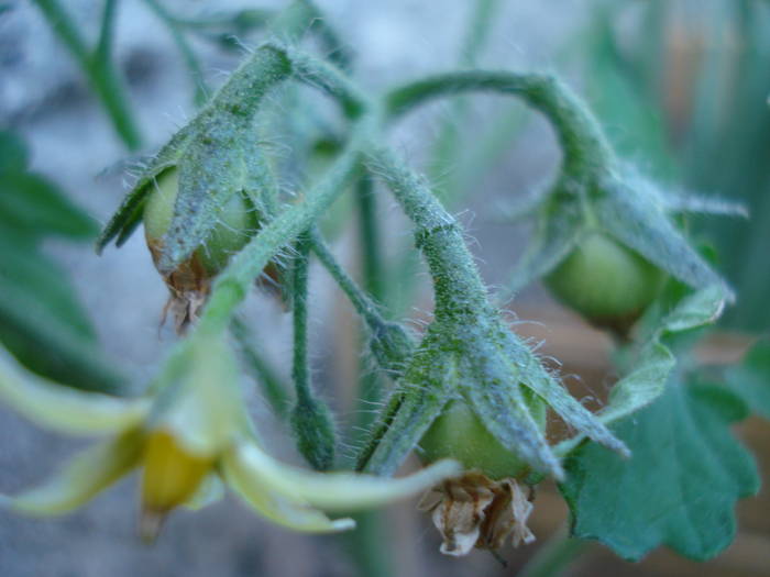 Tomato Gartenperle (2009, June 05) - Tomato Gartenperle