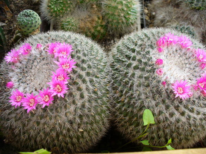 mammillaria_hahniana_ssp.werdermanniana_bicefala - genul Mammillaria