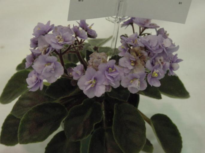 Cool_Blue_2005avsa_2 - violete de pe net