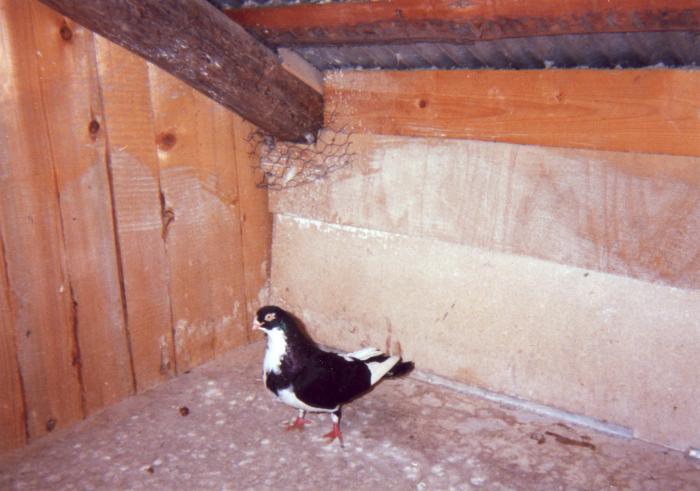 Bekenbauer - porumbei din 1993-1995