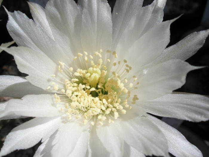 Lobivia kratochvilliana - floare - Lobivia