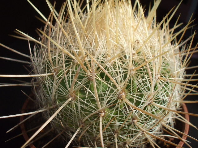 Thelocactus macdowelii