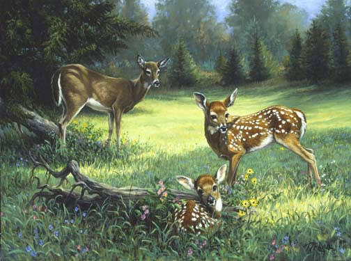 Doe and Two Fawns_jpg - pozee