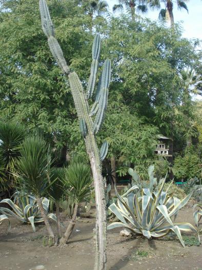 Picture 378; Nicosia de Sud
