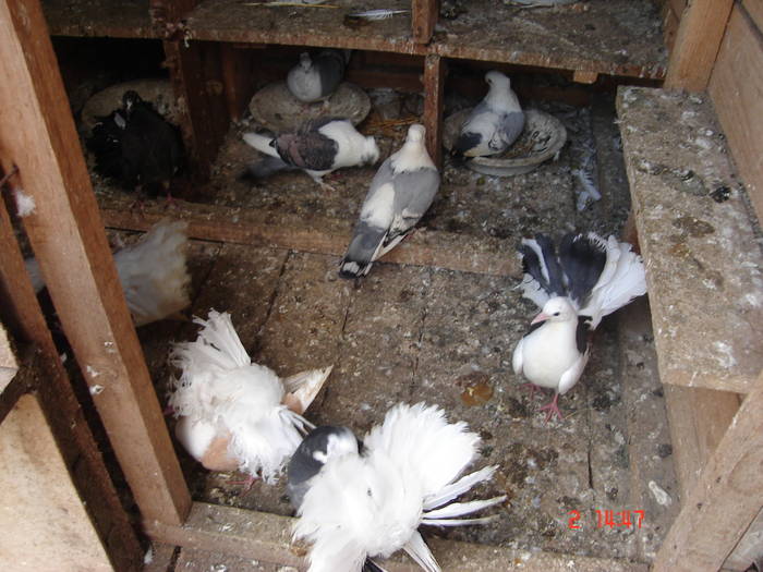 67 - B  Porumbei Amestecati