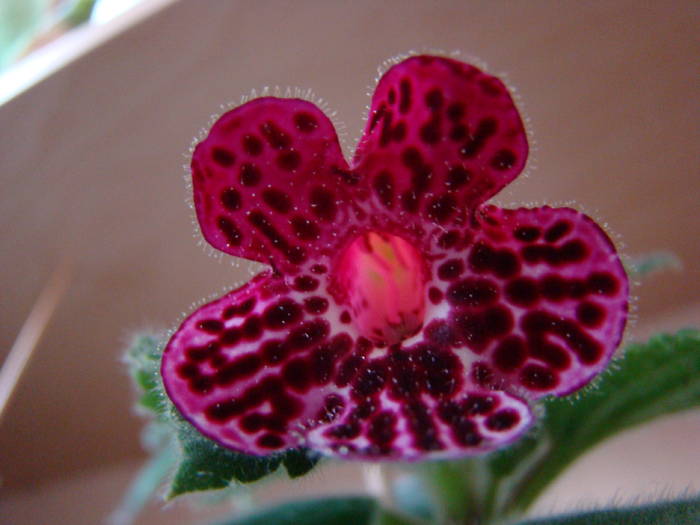 Kohleria Jester 6 - Kohleria Jester 2009