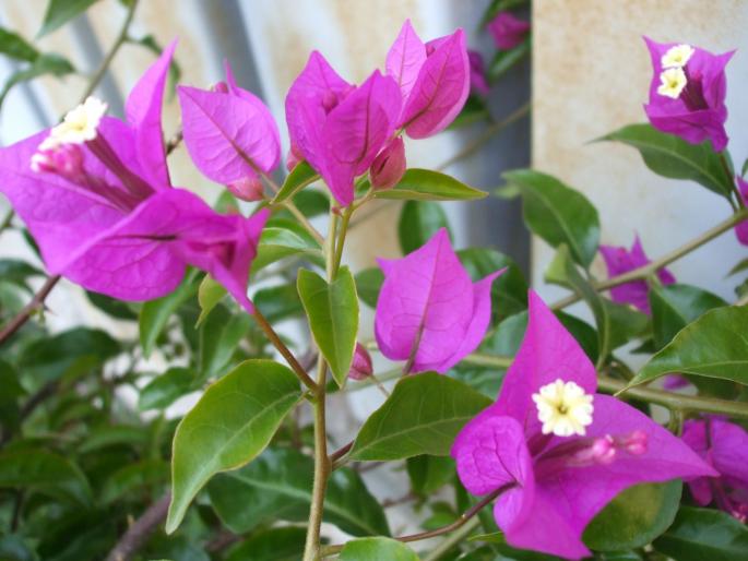 bougainvillea - Flori