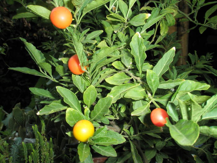 fructe de Solanum
