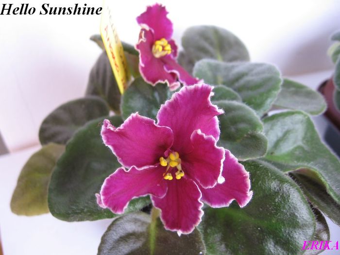 Hello Sunshine 2009 maj 26