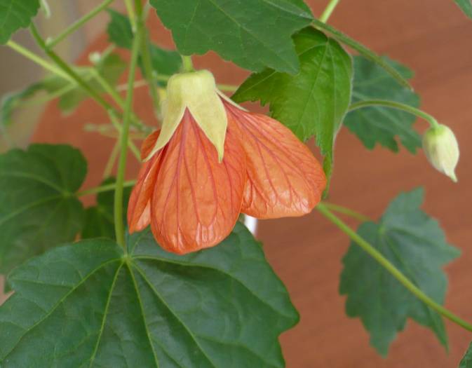 P1090430 - ABUTILONI