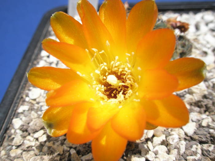 Sulcorebutia verticilacantha - floare