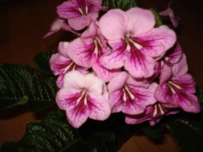 DSC03539 - STREPTOCARPUS 2009-2010