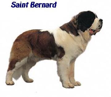 Saint Bernard - TOSA INU Origine