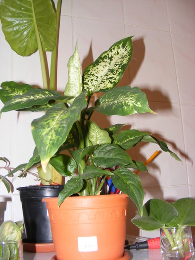 DIEFENBACHIA