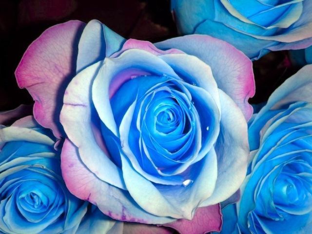 blue_rose_04 - Trandafiri albastri