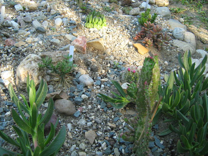 IMG_8212 - Cactusi la mosie 17 iunie 2009