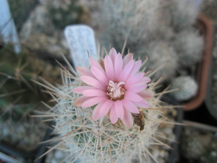 Escobaria strombiliformis - floare