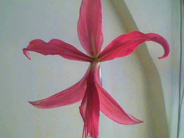 Imag024; sprekelia
