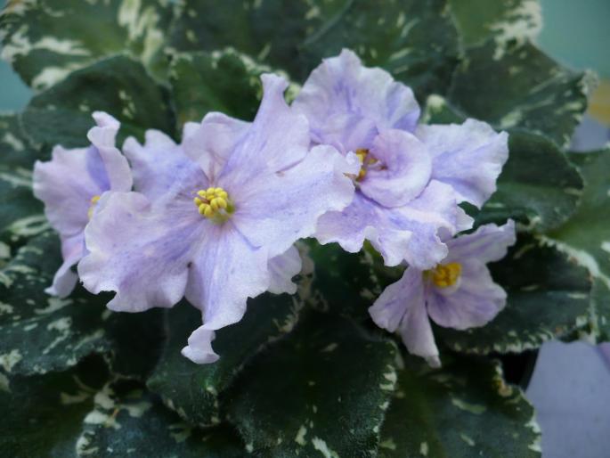 P1020622 - Violete africane