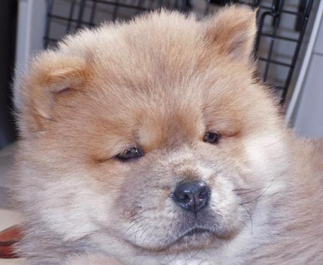 puiutz chow chow 5