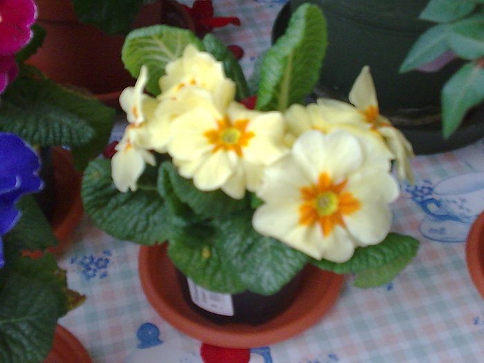 PRIMULA