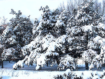 7 - poze peisaje de iarna