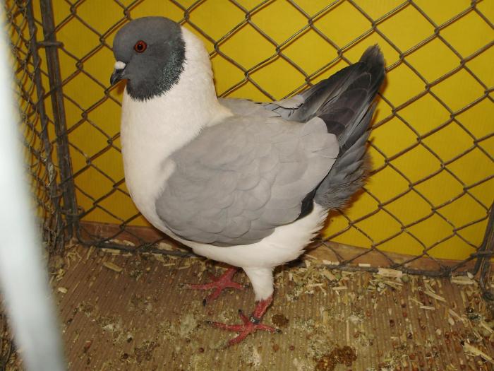 05990 modenezg 1