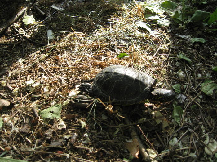 IMG_3500 - salcim I si II 2009