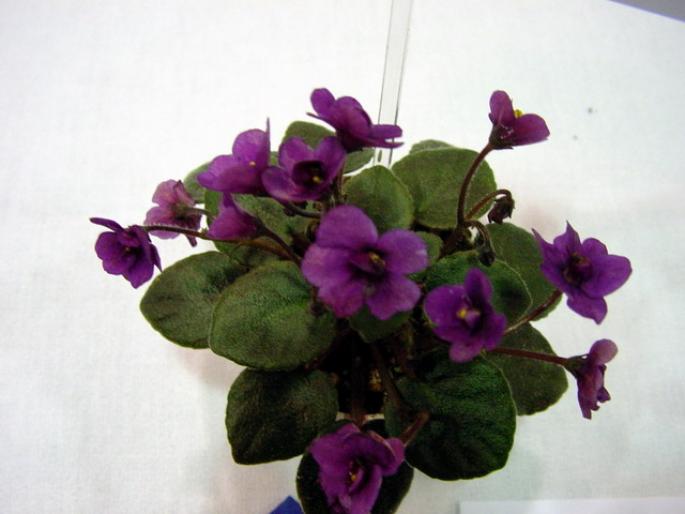 Optimara_Little_Ruby_2005avsa - violete de pe net 1