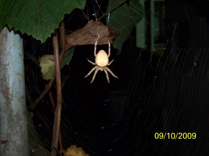 100_2789 - Toamna in curte  Timisoara