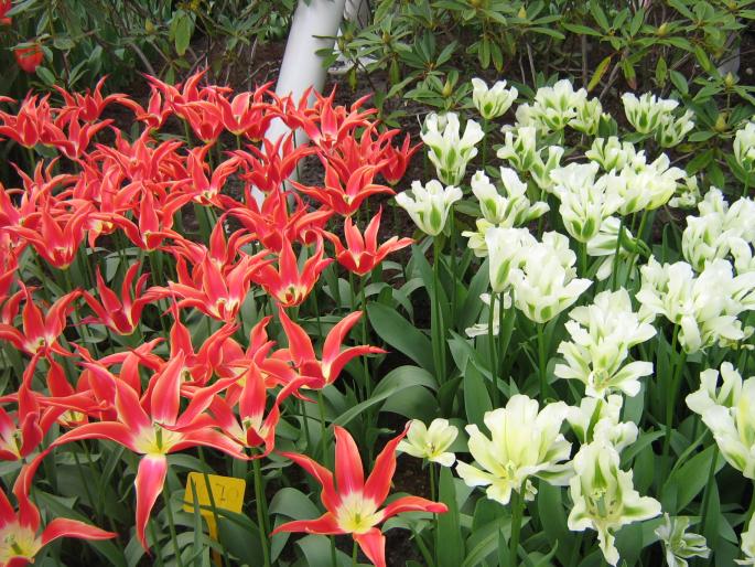 IMG_3414 - KEUKENHOF-OLANDA